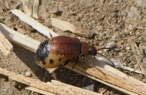 Réf. 226 878 : Emarhopa rufa